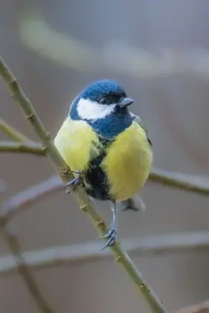 ปกนิยาย นกตัวน้อย