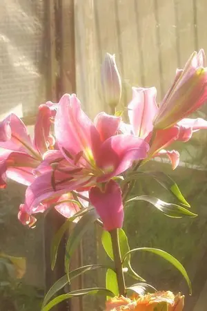 ปกนิยาย Always by your side [Omeggaverse] DMHP