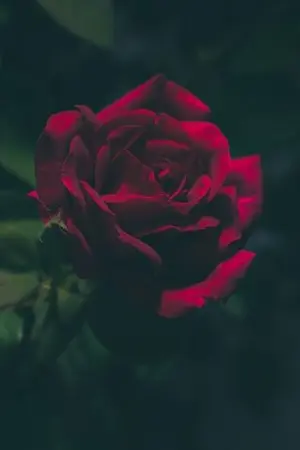 ปกนิยาย สวรรค์บนแดนดิน