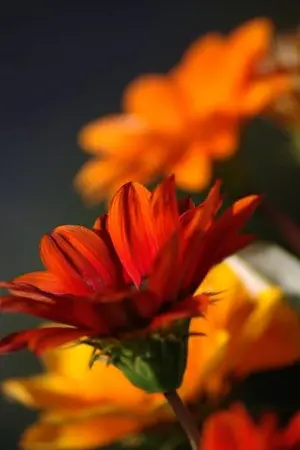 ปกนิยาย สายลมอุ่นในฤดูหนาว