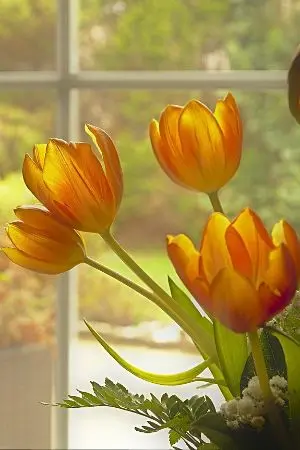 ปกนิยาย การเกิดใหม่ของดาวเสาร์