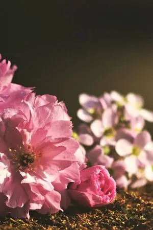 ปกนิยาย รักสลักร้าย