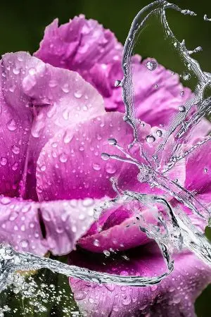 ปกนิยาย รักมิเสื่อมคลาย