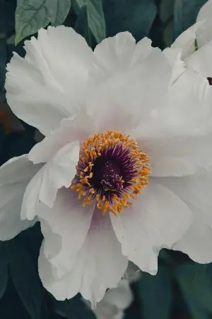 ปกนิยาย วิวาห์เกินต้านใจ