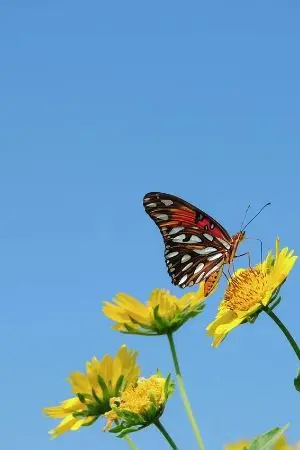 ปกนิยาย ฟ้าฝนลมพัด