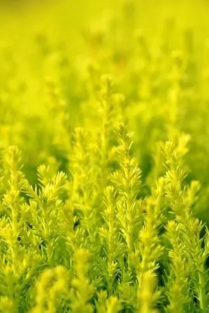 ปกนิยาย หากฟ้ามีตะวันพระจันทร์ก็ไม่เหงาอีกต่อไป