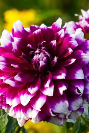 ปกนิยาย เจ้าสาวมือโปร