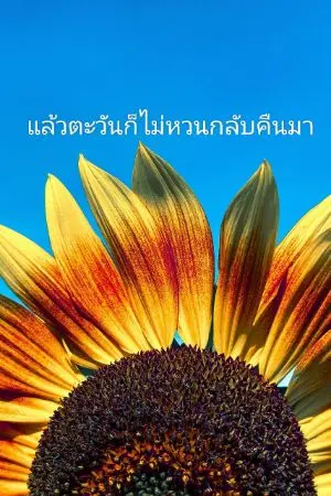 ปกนิยาย แล้วตะวันก็ไม่หวนกลับคืนมา