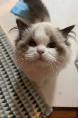 ปกนิยาย ย้อนคืนคู่หมั้นข้ามมิติในโลกล่มสลาย