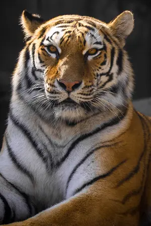 ปกนิยาย [Khamram] SUA เสือ #ยังไม่เปิดเรื่อง