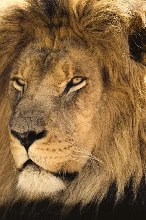 ปกนิยาย [Khamram] SINGHA สิงห์ #ยังไม่เปิดเรื่อง