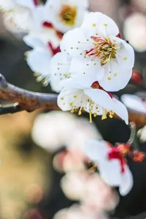 ปกนิยาย [NARUTO] WINTER LABYRINTH - พันเหมันต์.