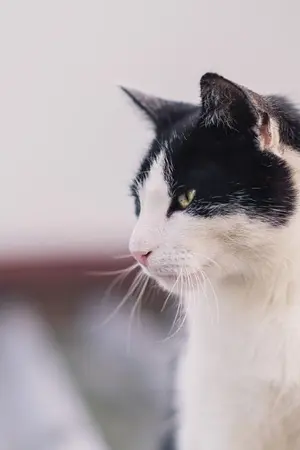 ปกนิยาย เธอผูู้เป็นที่รัก