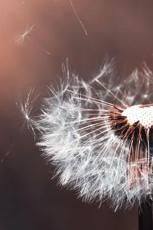 ปกนิยาย รักเราแค่ชั่วคราวท่านั้น