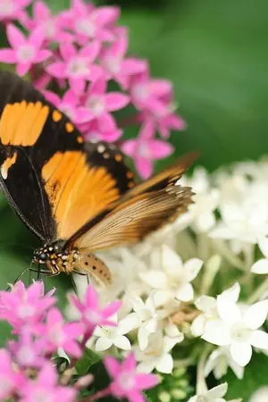 ปกนิยาย มนต์รักก้นครัว