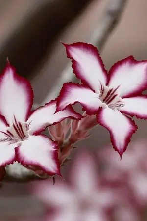 ปกนิยาย รักนี้ขอให้ฟ้าเป็นใจ