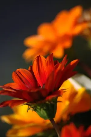 ปกนิยาย ความรักมิใช่ความฝัน