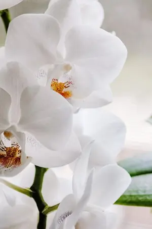 ปกนิยาย เพราะว่าผมรักคุณ