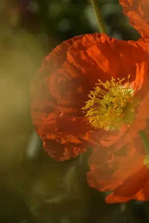 ปกนิยาย เคยคิดถึงฉันบ้างไหม