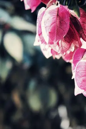 ปกนิยาย สตรีที่มิควรรัก