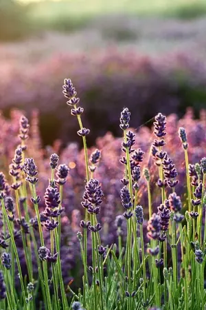 ปกนิยาย สายลมอุ่นฤดูหนาว