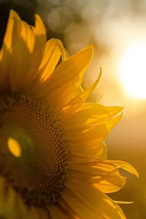 ปกนิยาย จันทร์ปันใจ