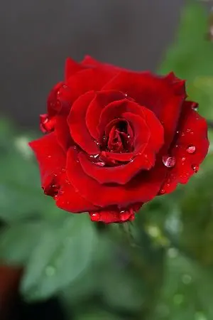 ปกนิยาย พระจันทร์ของอธิป