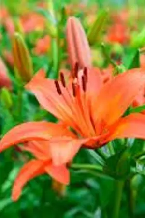 ปกนิยาย เกิดใหม่มาขายรูปวาดเพื่อเลี้ยงชีพ