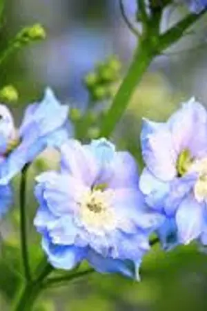 ปกนิยาย เกิดใหม่มาขายสบู่ตัวหอม