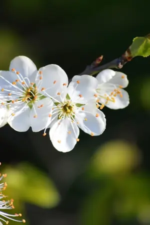 ปกนิยาย เกิดใหม่มาสร้างอนาคตที่ดีให้กับลูกแฝดทั้งห้า