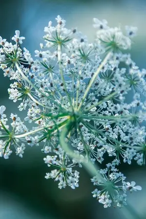 ปกนิยาย เกิดใหม่เป็นน้องคนเล็กในครอบครัวตัวร้าย