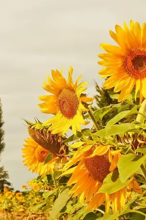 ปกนิยาย เกิดใหม่มาขายข้าวโพดเลี้ยงดูลูกน้อยทั้งบ้าน