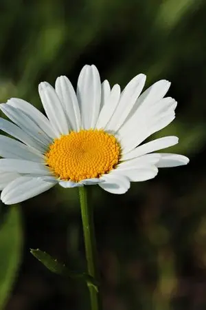 ปกนิยาย เกิดใหม่ข้าจะหย่ากับสามีตัวร้ายให้ได้