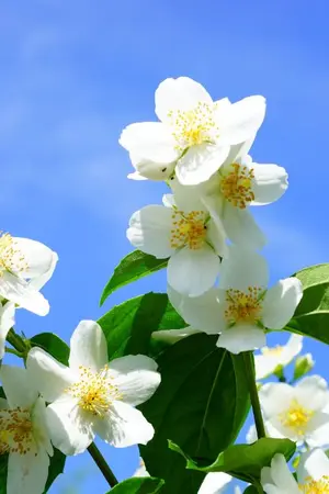 ปกนิยาย เกิดใหม่เป็นตัวประกอบที่พวกหลักสนใจ