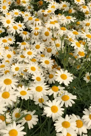 ปกนิยาย เกิดใหม่มามีครอบครัวประหลาด