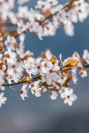 ปกนิยาย เกิดใหม่เป็นน้องของตัวร้ายรอวันที่ครอบครัวสามีโง่ๆล่มจม