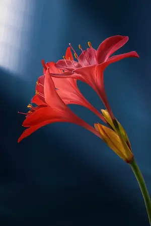 ปกนิยาย เกิดใหม่บังเอิญเปิดร้านขนมไทย