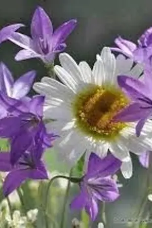 ปกนิยาย เกิดใหม่เมื่อตัวร้ายกลายเป็นท่านน้าตัวน้อย