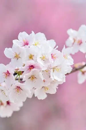 ปกนิยาย เกิดใหม่เป็นนางร้ายที่ต้องเกลียดสามีตนเอง