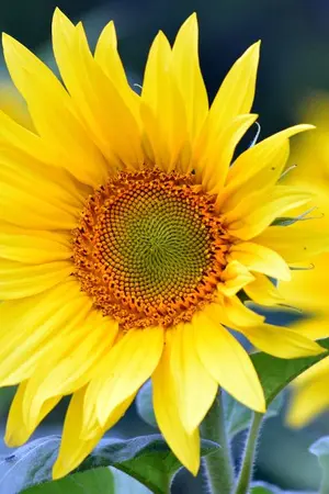 ปกนิยาย เกิดใหม่แล้วข้าจะหย่าสามีตัวร้าย (แฝดคนโต)