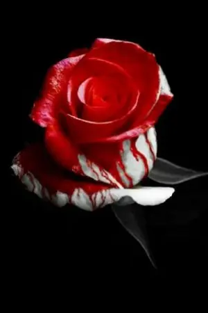 ปกนิยาย blood rose | กุหลาบสีเลือด |