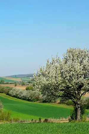 ปกนิยาย ปราถนารักสุดขอบฟ้า