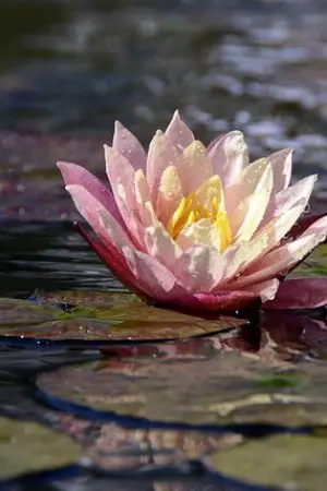 ปกนิยาย ขังใจเธอ