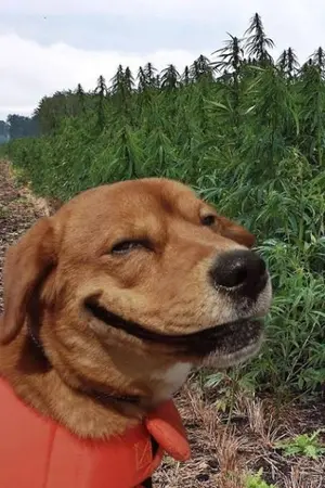 ปกนิยาย ความสุขบั้นปลาย