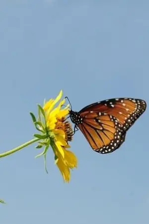 ปกนิยาย เงาในมัธยม