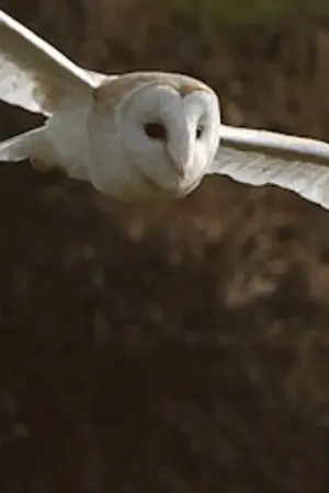 ปกนิยาย [MHA x HARRY POTTER] owl’s prophecy