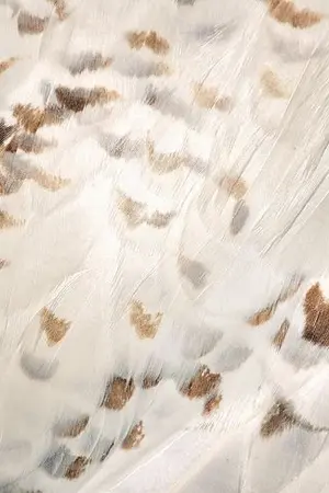 ปกนิยาย [MHA x HARRY POTTER] owl’s prophecy