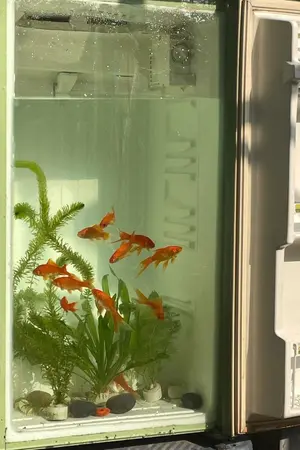 ปกนิยาย [Fic HxH : Illumi x oc] คาเฟ่ลับของยัยปลาทอง