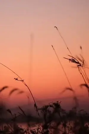 ปกนิยาย ความปรารถนาก่อนเราจากกัน