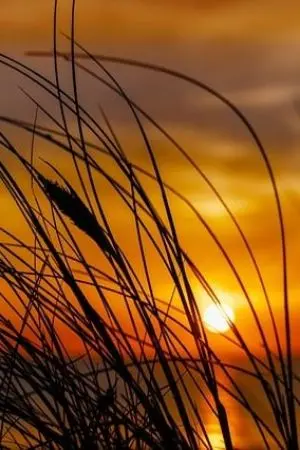 ปกนิยาย บุปผชาติราตรี